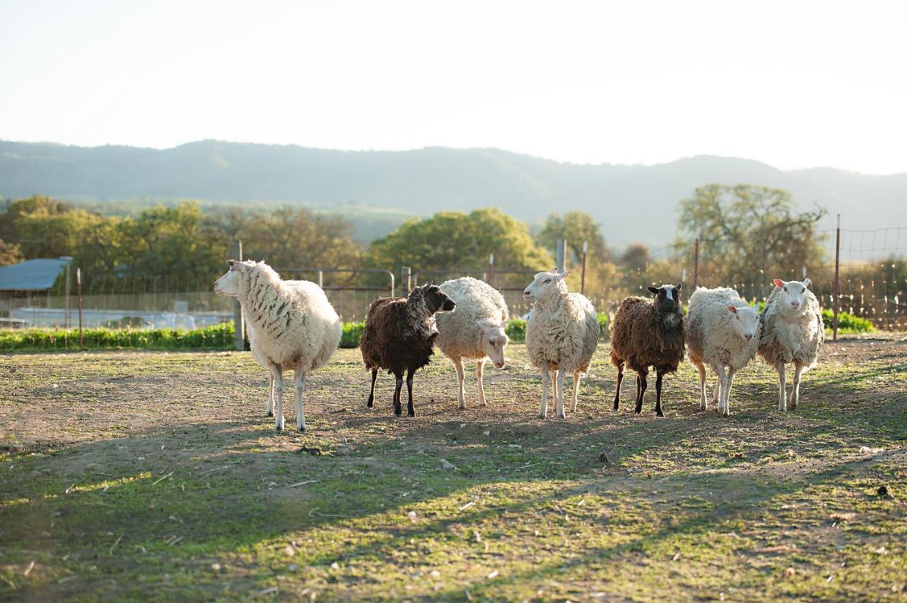 Hotel Reves De Moutons El Paso de Robles Exterior foto